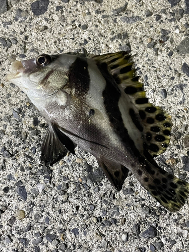 コショウダイの釣果