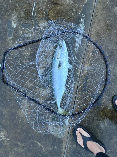 メジロの釣果