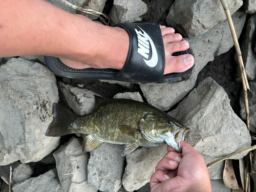 スモールマウスバスの釣果