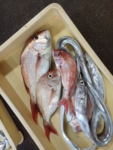 マダイの釣果