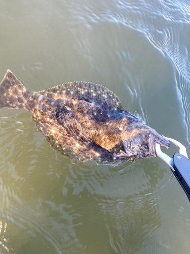 ヒラメの釣果