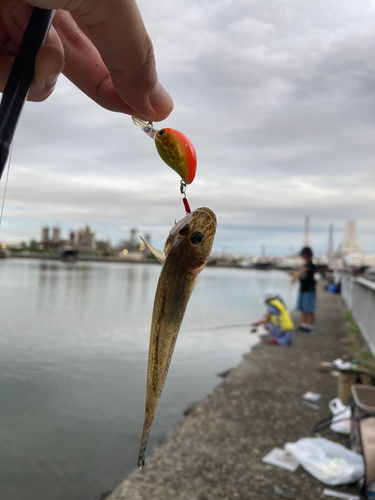 ハゼの釣果