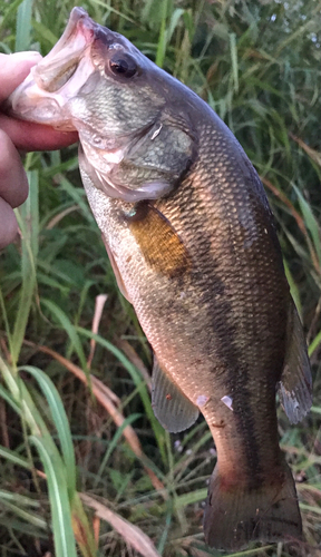 ラージマウスバスの釣果