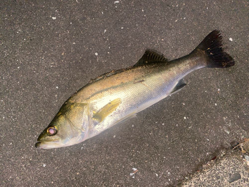 浜名湖