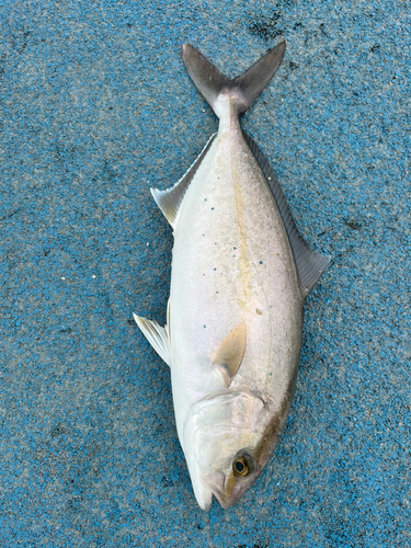 ショゴの釣果