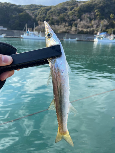 カマスの釣果