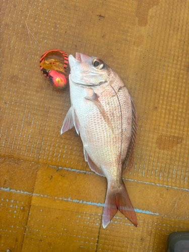 タイの釣果