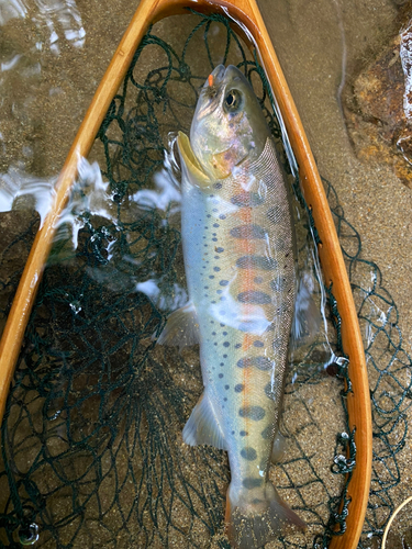 ヤマメの釣果