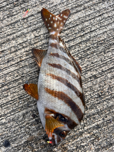 タカノハダイの釣果