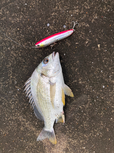 キビレの釣果