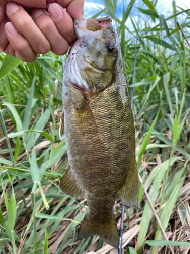 スモールマウスバスの釣果