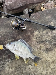 キビレの釣果