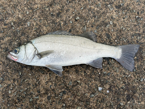 ヒラスズキの釣果