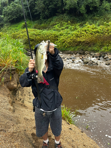 ラージマウスバスの釣果