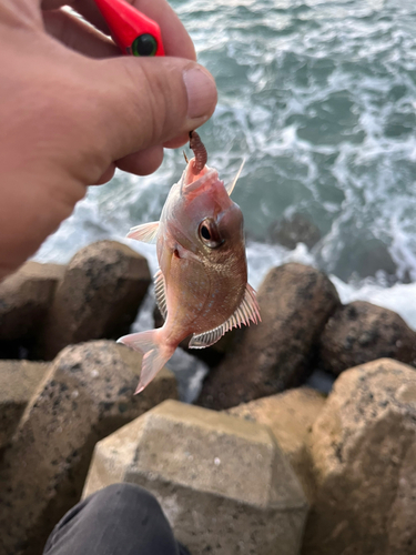 チャリコの釣果