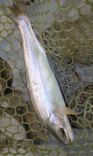 ホウライマスの釣果