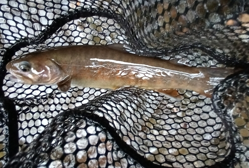 ヤマトイワナの釣果