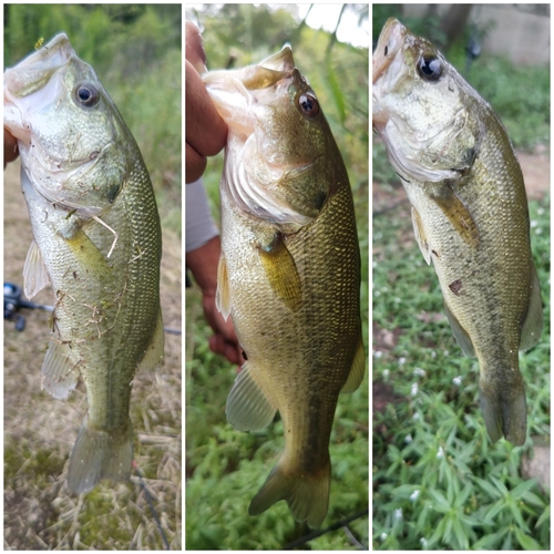 ブラックバスの釣果