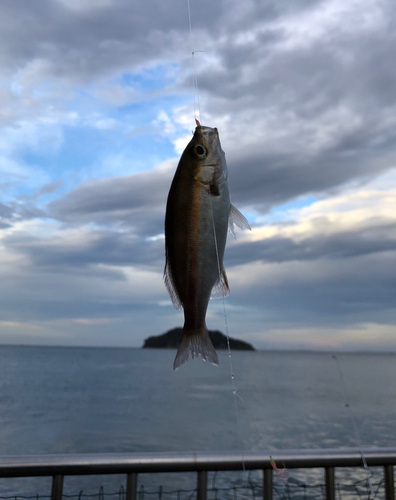 イサキの釣果