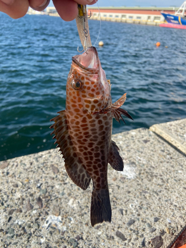 オオモンハタの釣果