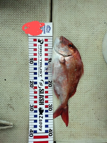 タイの釣果