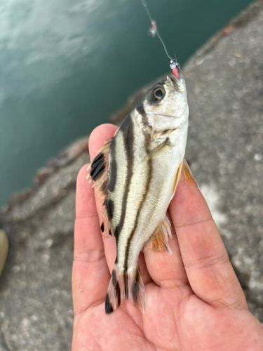 コトヒキの釣果