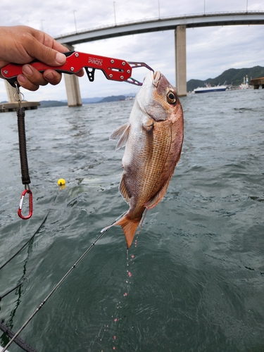 タイの釣果