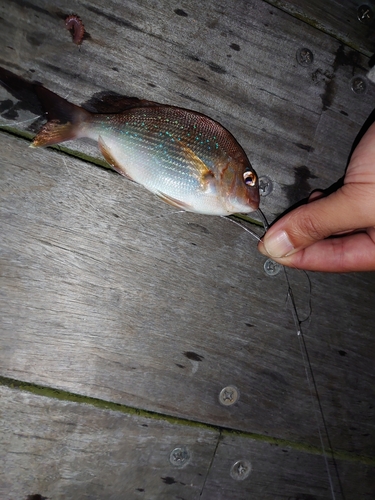 チャリコの釣果