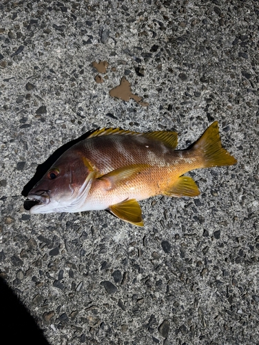 シブダイの釣果