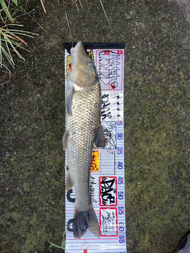 ニゴイの釣果