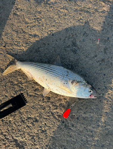 コノシロの釣果