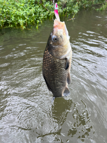 フナの釣果