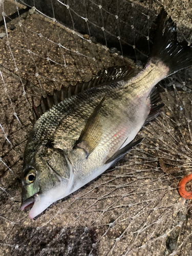 チヌの釣果