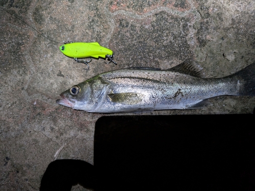 シーバスの釣果