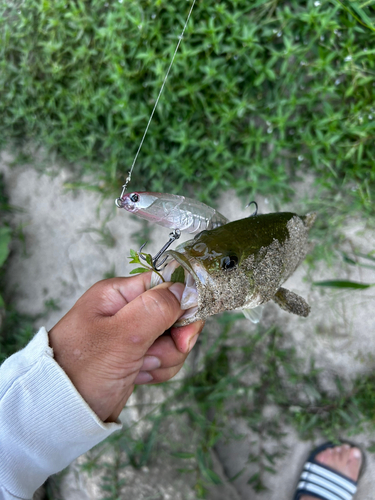 ラージマウスバスの釣果