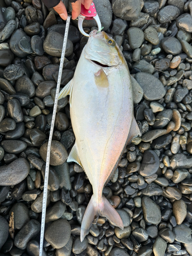 ショゴの釣果