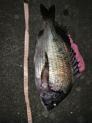 クロダイの釣果