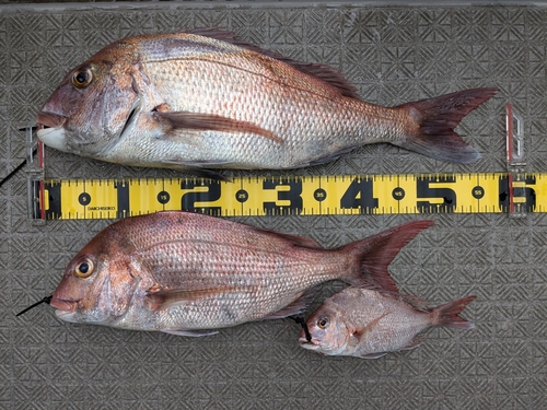 タイの釣果