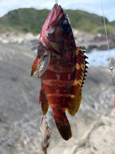 アカハタの釣果