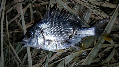 キビレの釣果