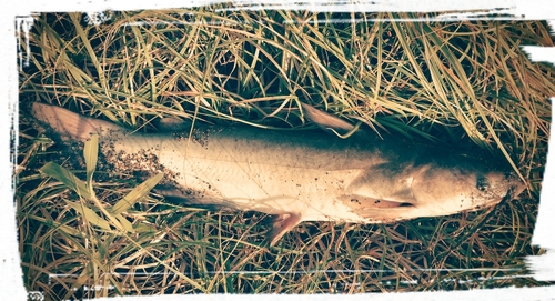 アメリカナマズの釣果