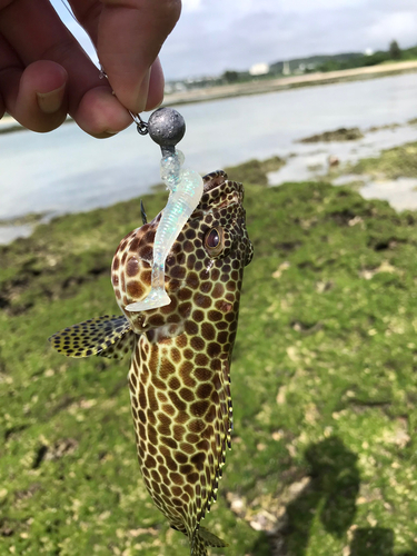 イシミーバイの釣果