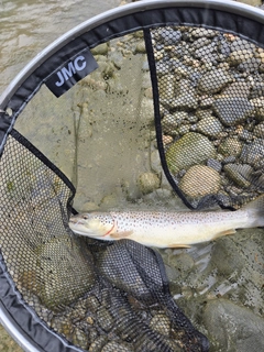 ブラウントラウトの釣果