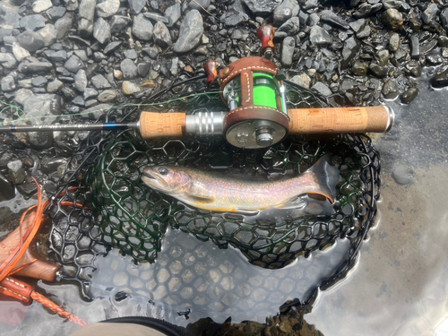 イワナの釣果