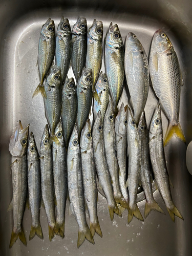 アジの釣果