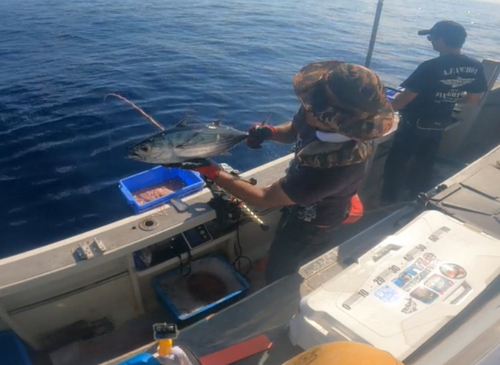 カツオの釣果