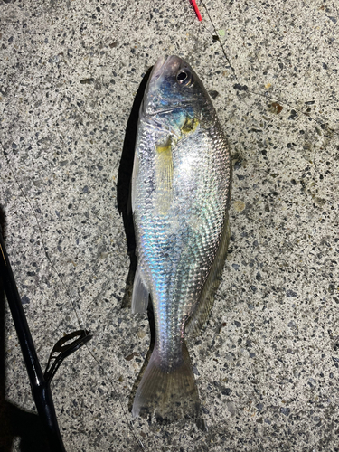 イシモチの釣果