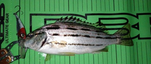 コトヒキの釣果