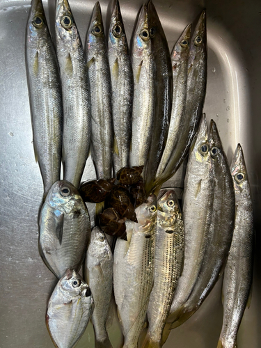 カマスの釣果