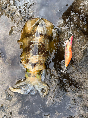 アオリイカの釣果